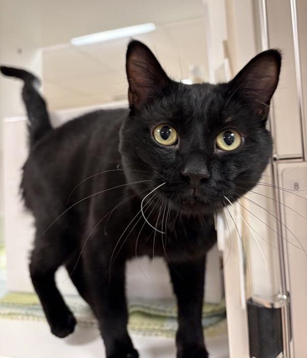 Enlarge Gambit, a Adoptable mixed breed in Great Falls, MT image 1/2