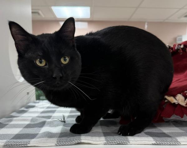 Enlarge Gambit, a Adoptable mixed breed in Great Falls, MT image 2/2