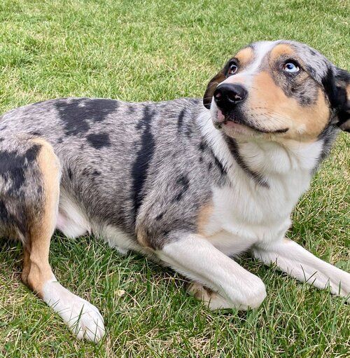 Birkett, a Adoptable mixed breed in Durango, CO image 3/10