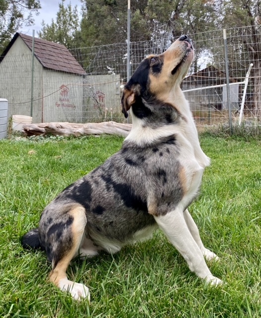 Birkett, a Adoptable mixed breed in Durango, CO image 4/10