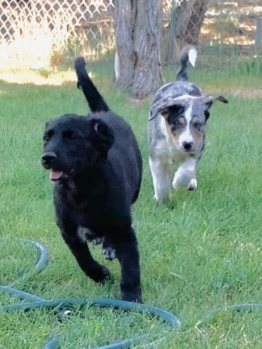 Birkett, a Adoptable mixed breed in Durango, CO image 5/10