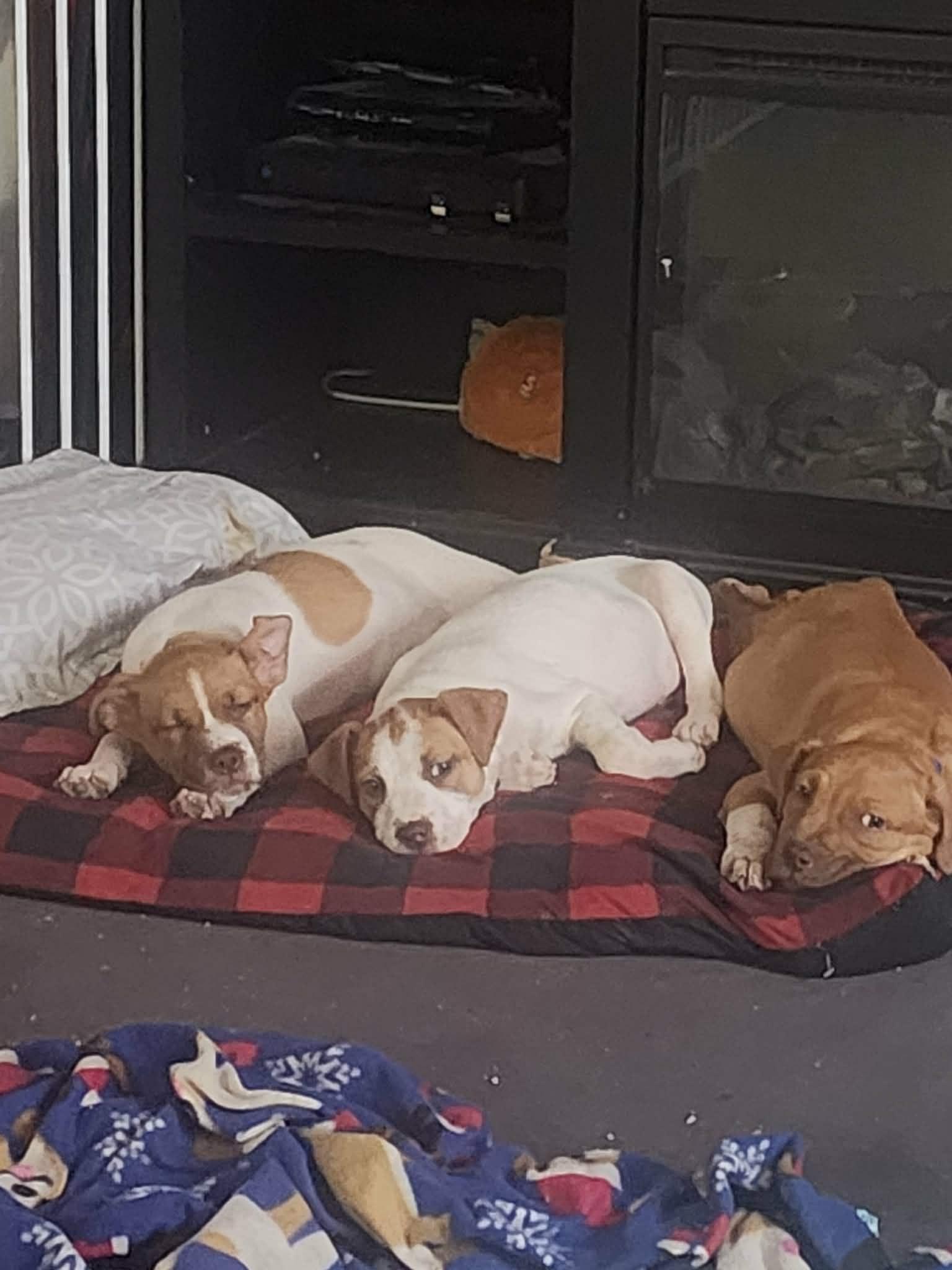 Enlarge Dobby, a ADOPTABLE mixed breed in Clarksville, VA image 4/4