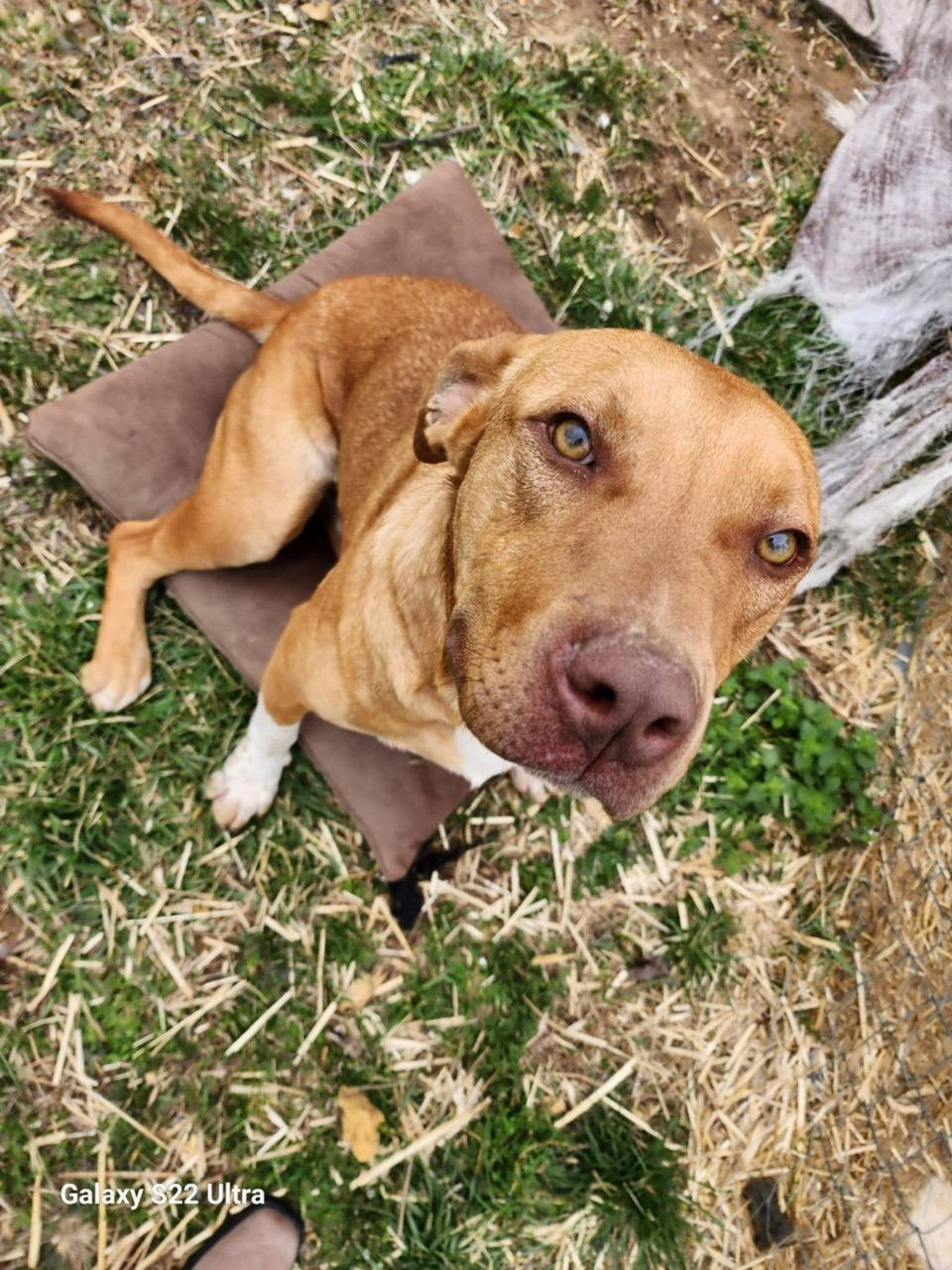 Dobby, ADOPTABLE, Adult Male Pit Bull Terrier.