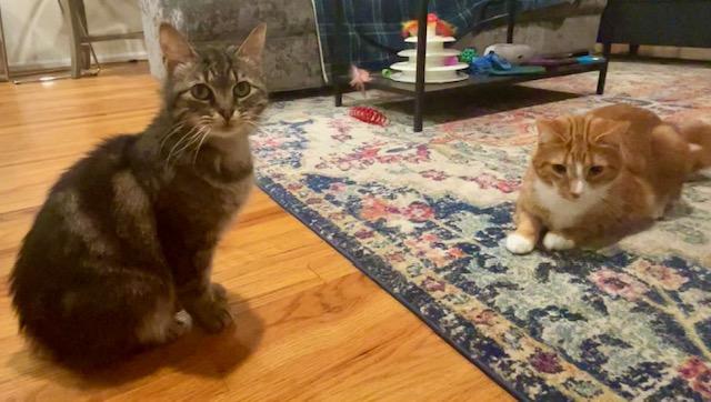 Enlarge Ripkin (M) and Athena (F), a ADOPTABLE Domestic Short Hair in Fairfax, VA image 2/6