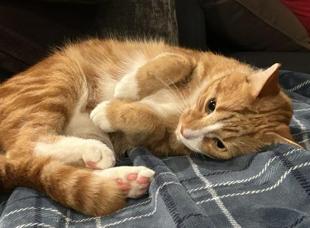 Enlarge Ripkin (M) and Athena (F), a ADOPTABLE Domestic Short Hair in Fairfax, VA image 4/6