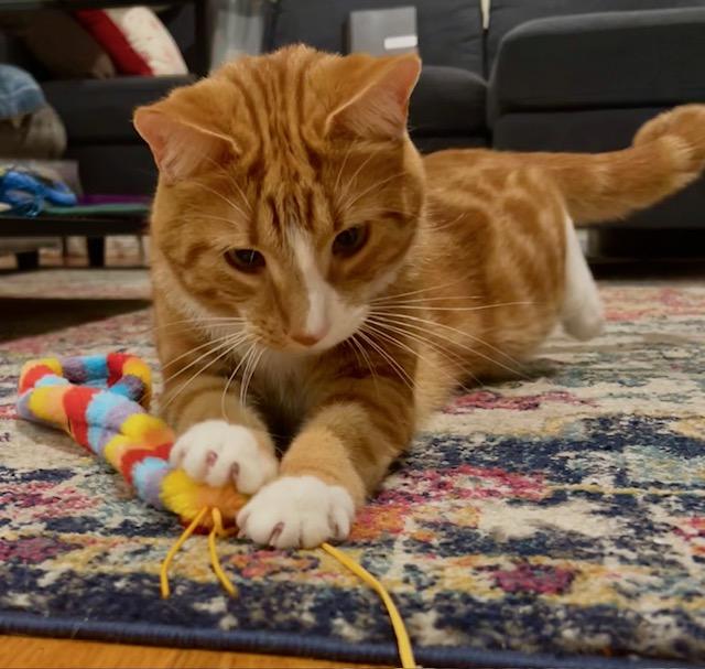 Enlarge Ripkin (M) and Athena (F), a ADOPTABLE Domestic Short Hair in Fairfax, VA image 6/6