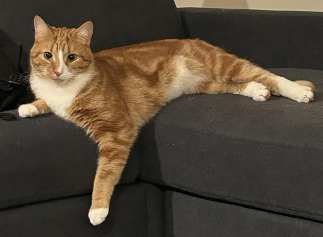 Enlarge Ripkin (M) and Athena (F), a ADOPTABLE Domestic Short Hair in Fairfax, VA image 1/6