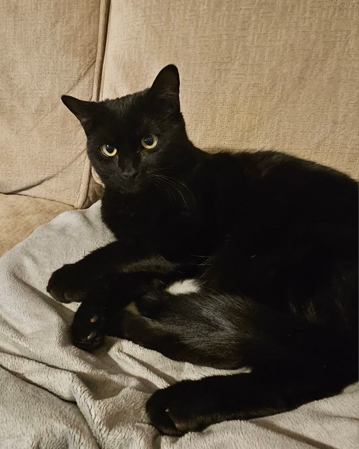 Mickey, Adopted, Kitten Male Domestic Short Hair.