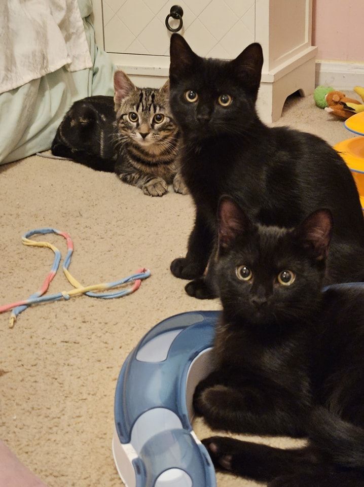 Mickey, a Adopted Domestic Short Hair in Toms River, NJ image 2/4