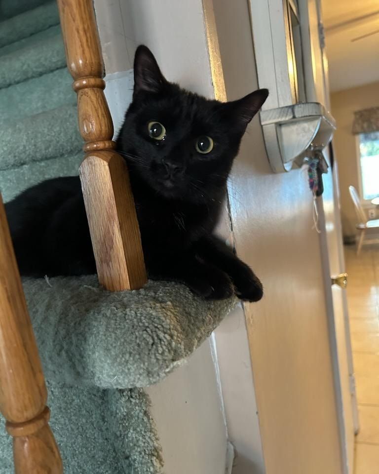 Mickey, a Adopted Domestic Short Hair in Toms River, NJ image 3/4