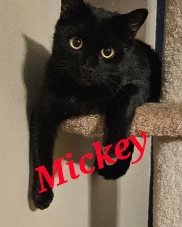 Mickey, a Adopted Domestic Short Hair in Toms River, NJ image 4/4