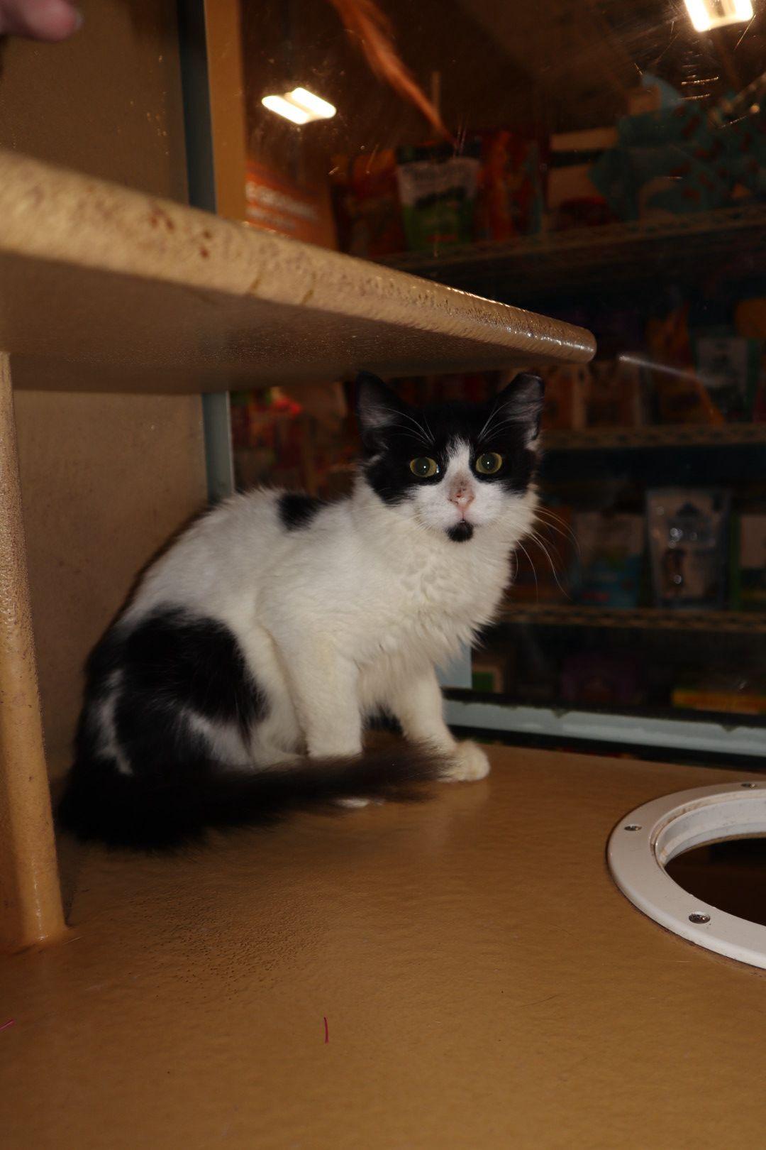 Azan, a ADOPTABLE Domestic Medium Hair in San Juan, PR image 3/3