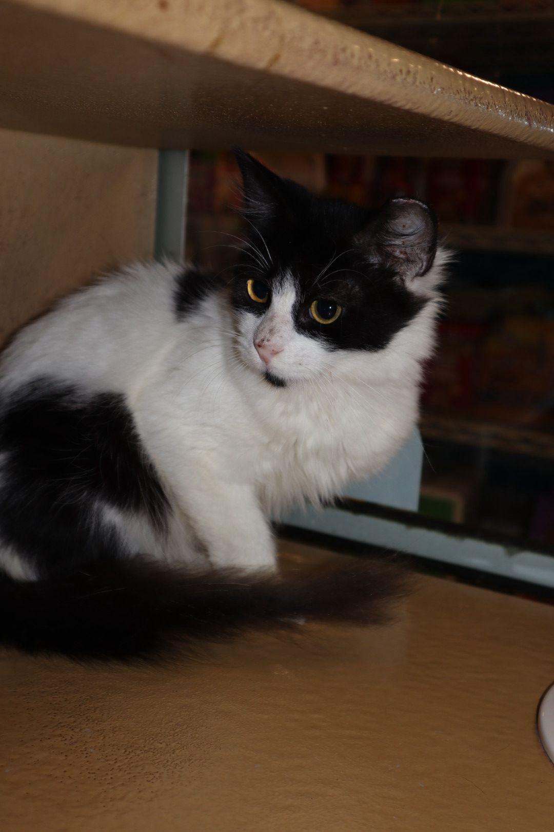 Azan, ADOPTABLE, Kitten Male Domestic Medium Hair.