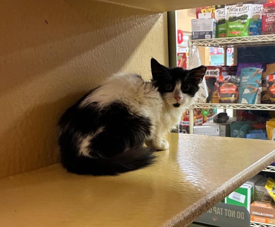 Azan, a ADOPTABLE Domestic Medium Hair in San Juan, PR image 2/3