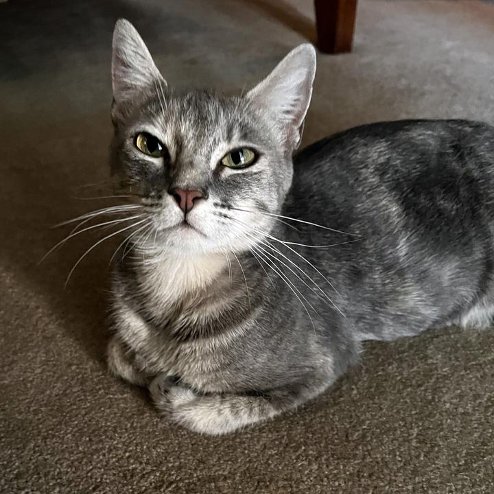 Lana, Adoptable, Young Female Domestic Short Hair & Domestic Short Hair.