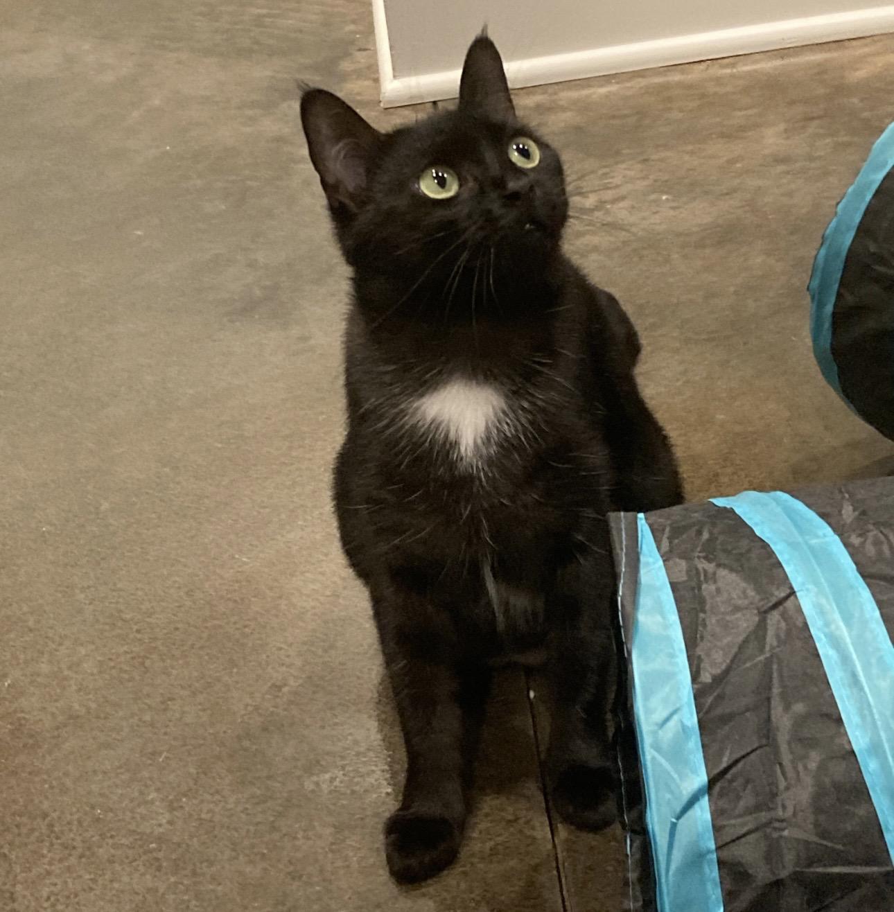 Enlarge Kiki, a ADOPTABLE Domestic Short Hair in Easley, SC image 4/4