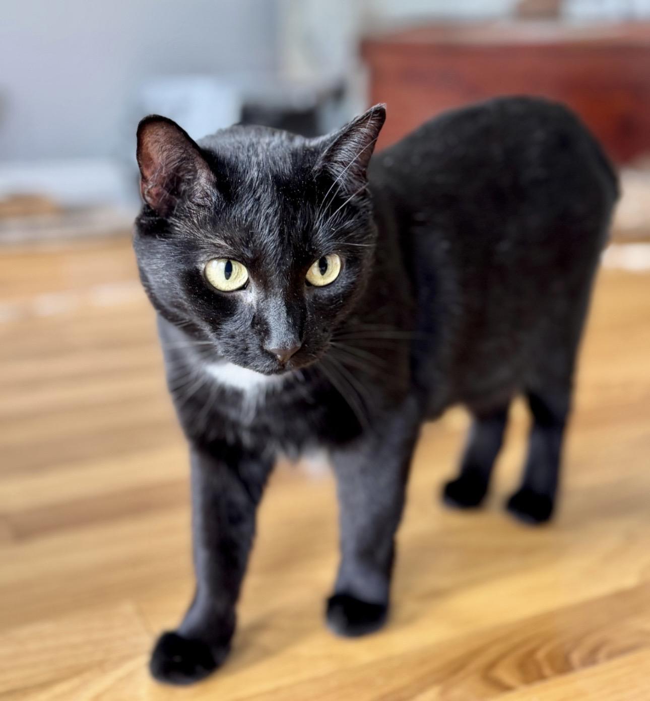 Enlarge Kiki, a ADOPTABLE Domestic Short Hair in Easley, SC image 3/4