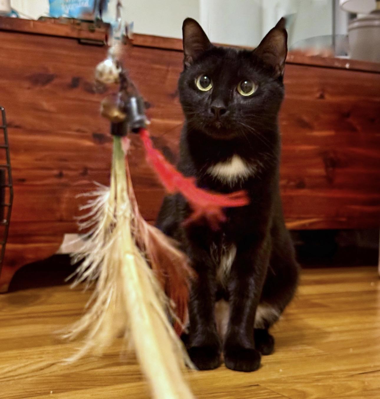 Enlarge Kiki, a ADOPTABLE Domestic Short Hair in Easley, SC image 2/4