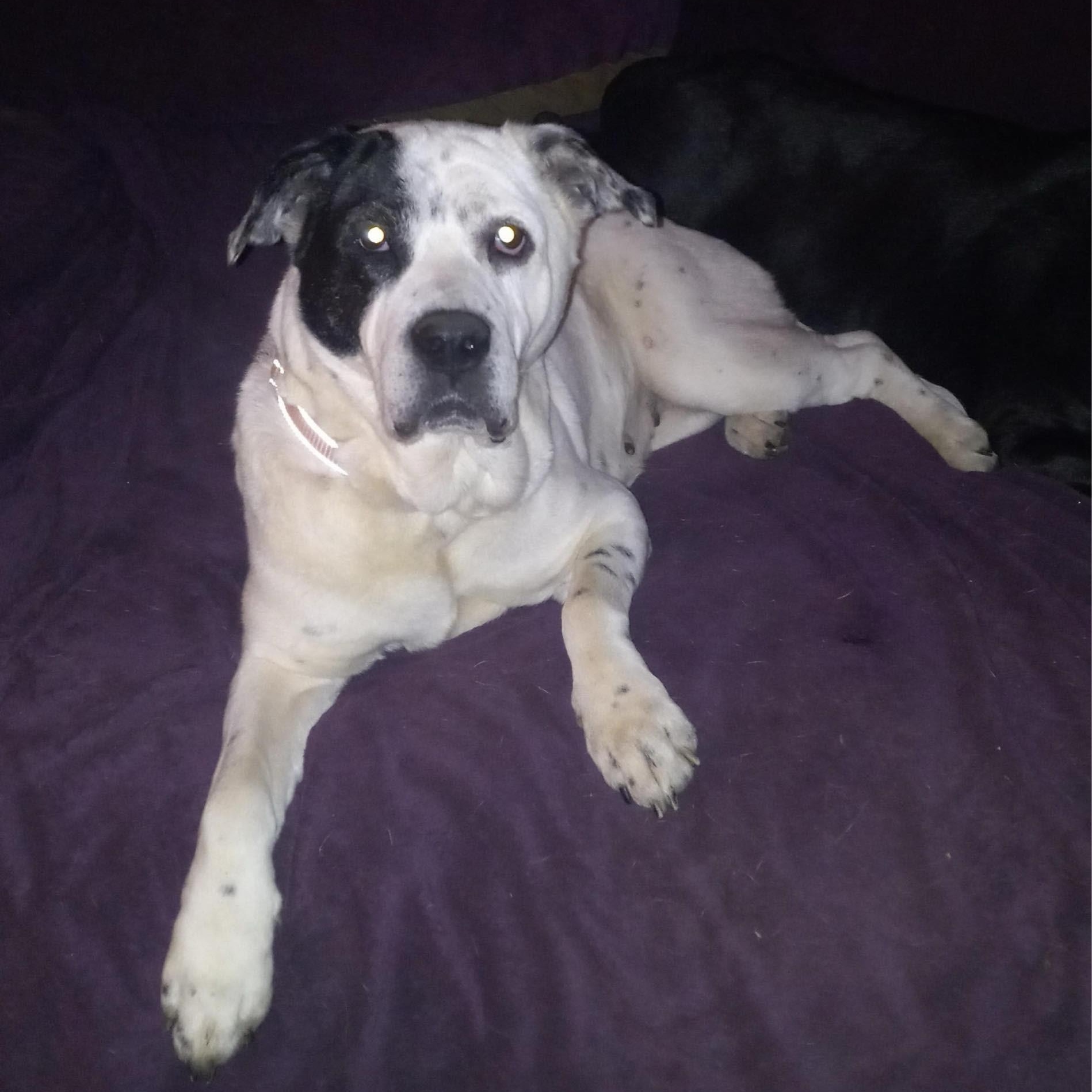Shiloh, Adult Female American Bulldog