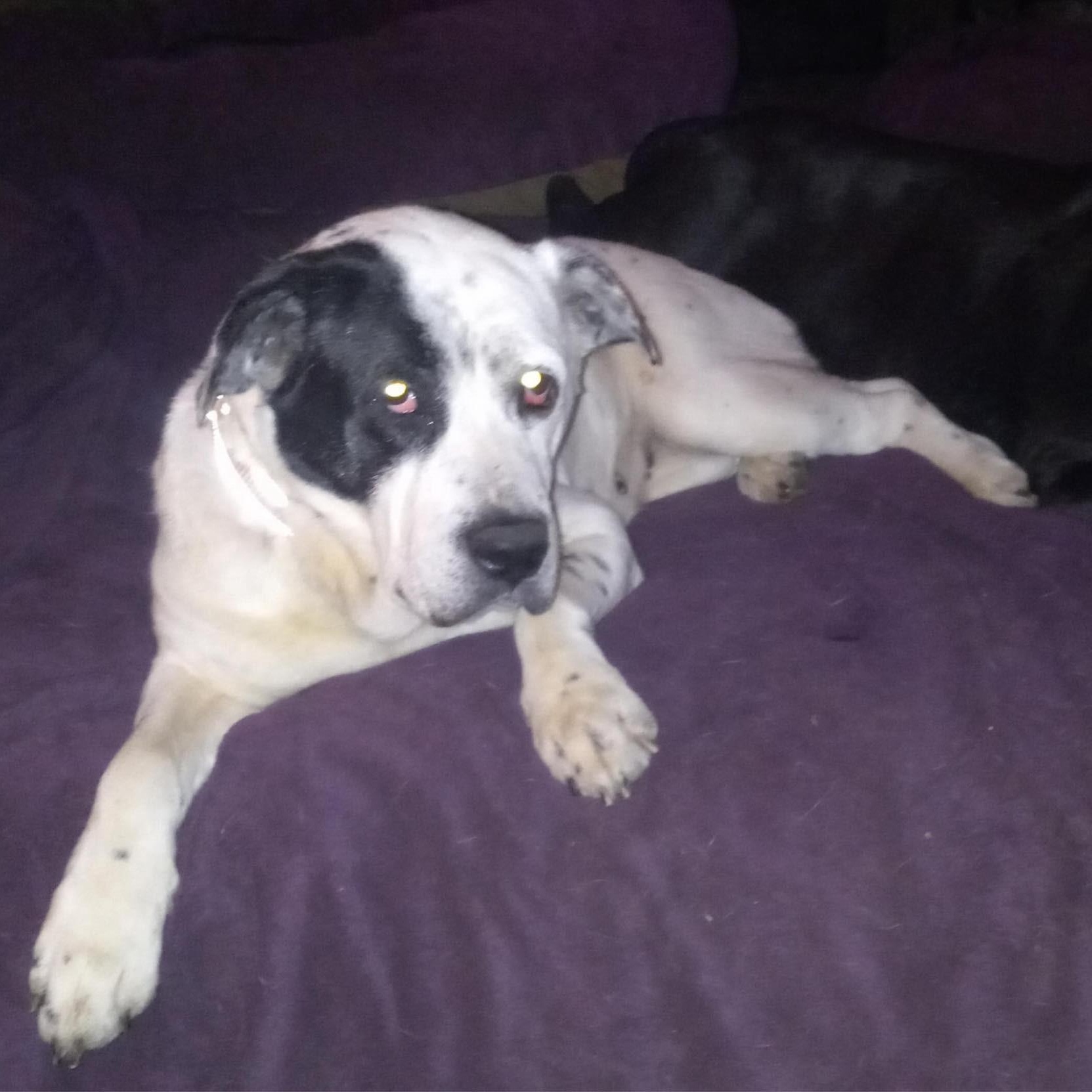 Shiloh photo 3