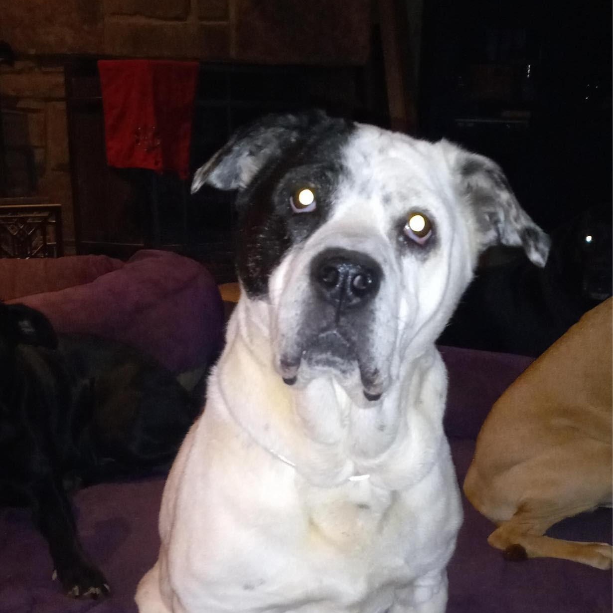 Shiloh photo 4