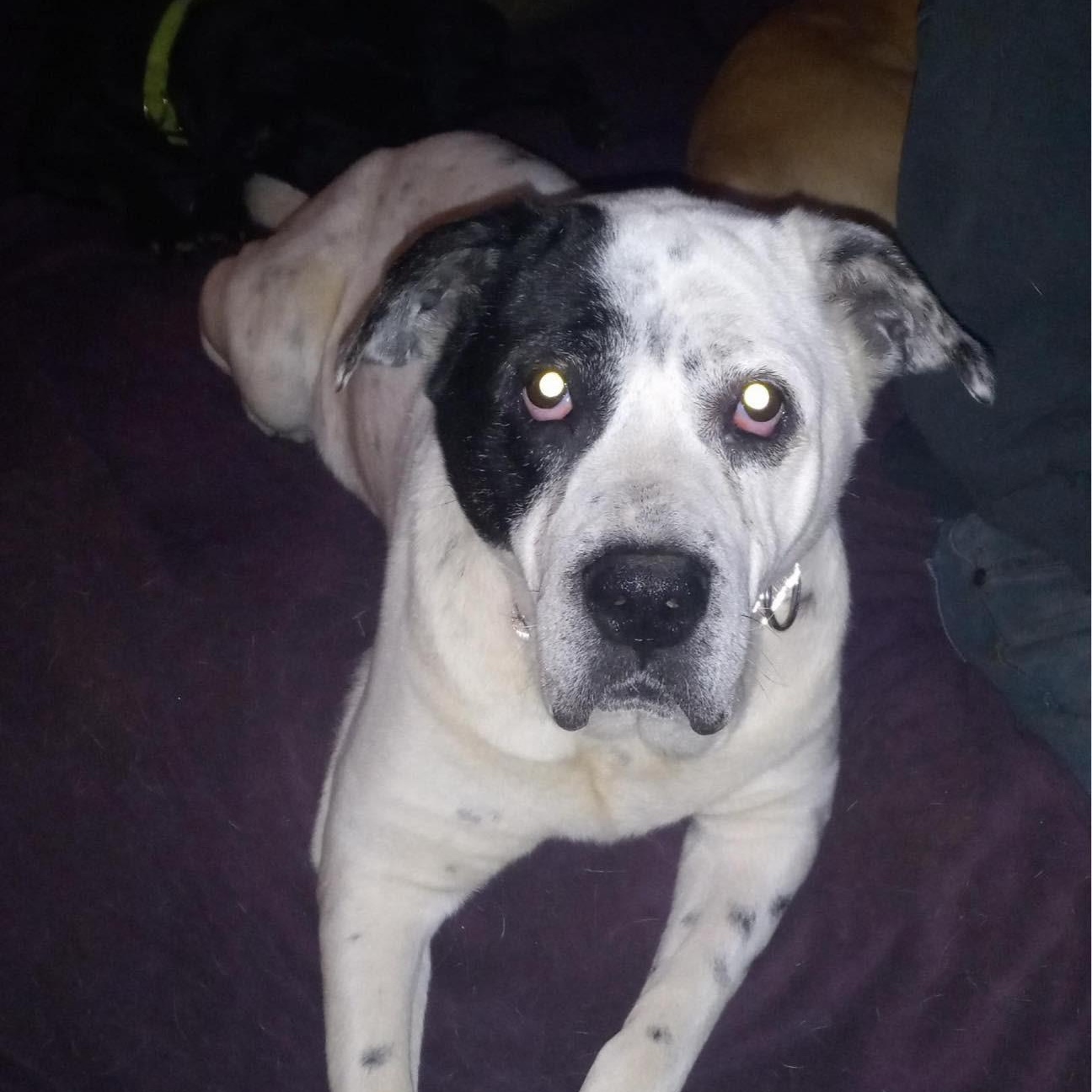 Shiloh photo 2