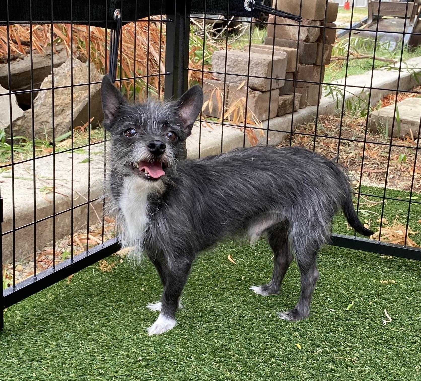 Chaparro, Adult Male Terrier