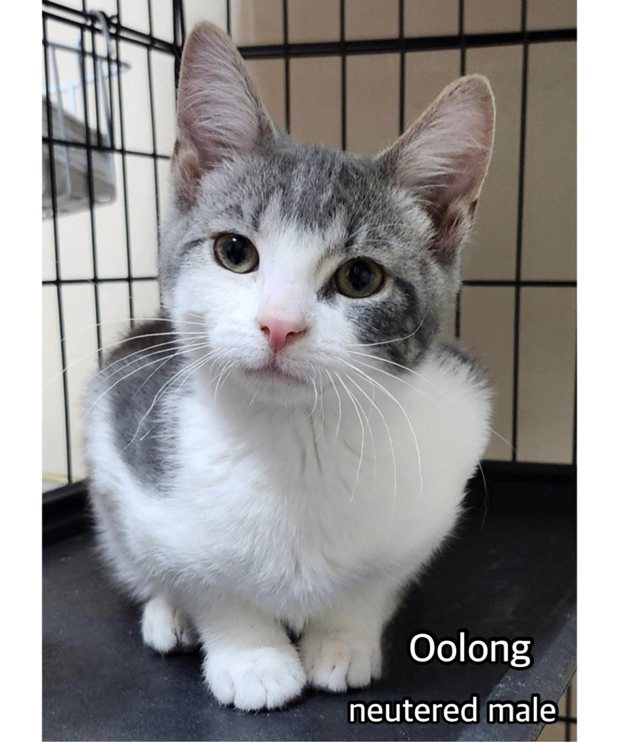 Oolong, adopted, Kitten Male Domestic Short Hair.