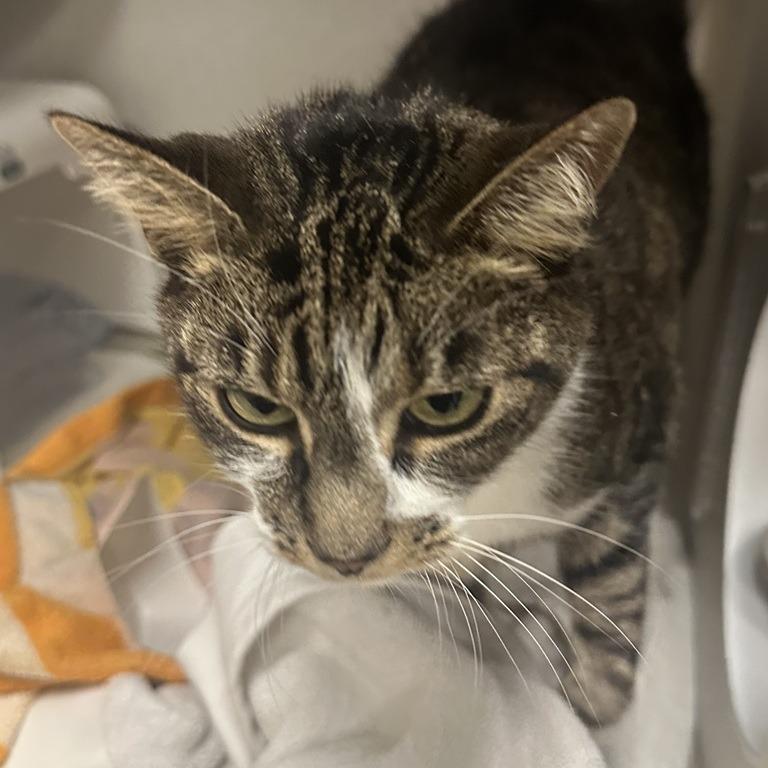 Scully — thumbnail 2