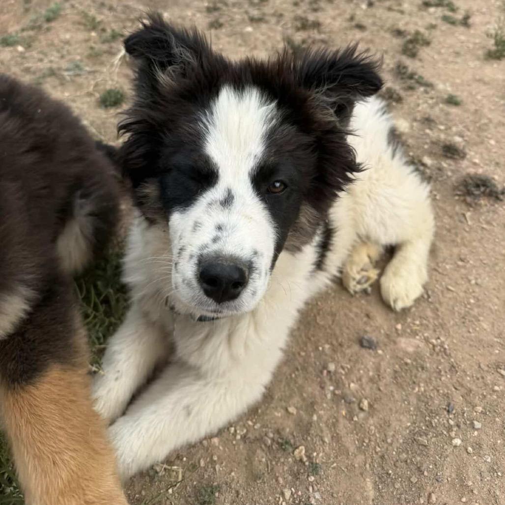 Rex, Adoptable, Puppy Male Husky.