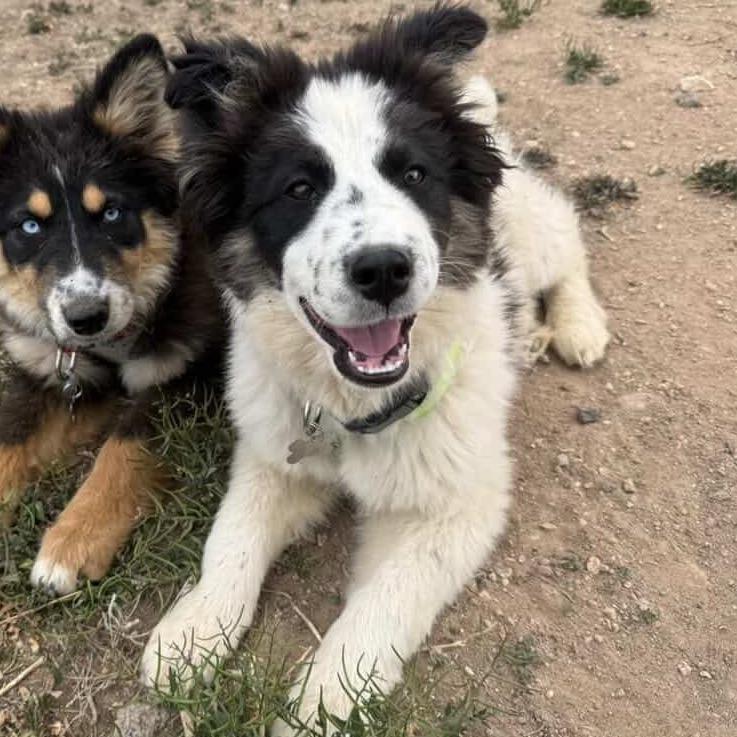 Enlarge Rex, a Adoptable mixed breed in Fort Collins, CO image 2/6