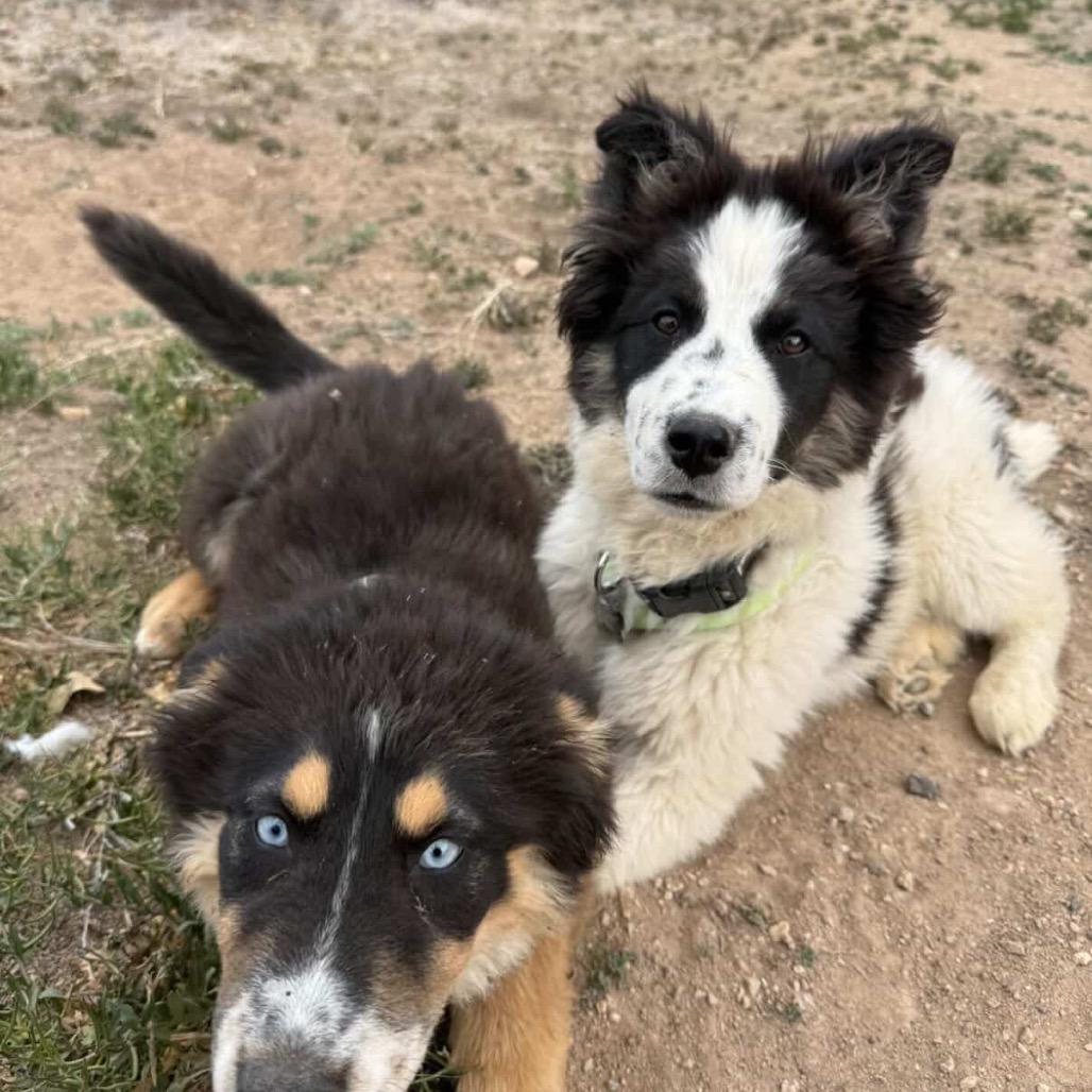 Enlarge Rex, a Adoptable mixed breed in Fort Collins, CO image 3/6