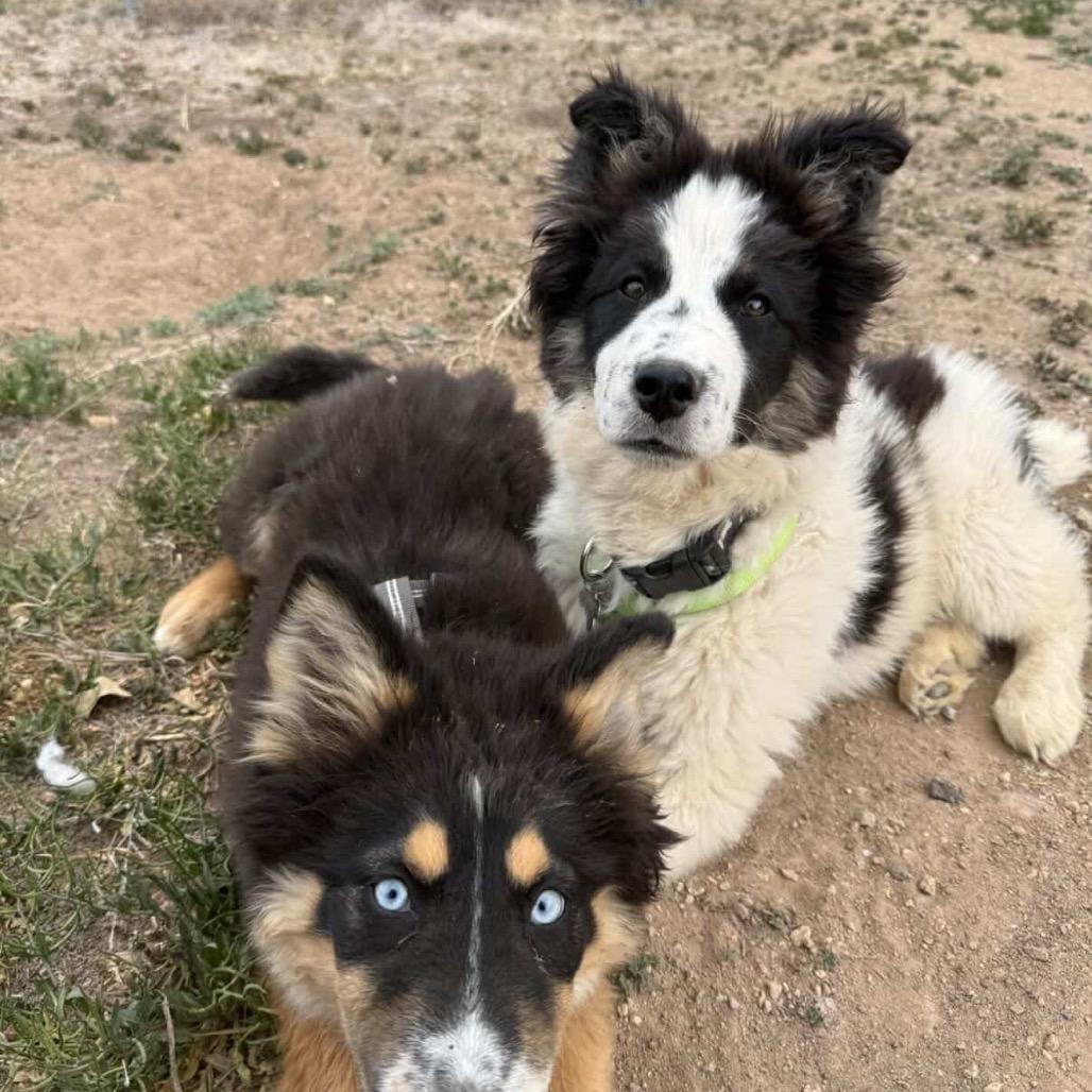 Enlarge Rex, a Adoptable mixed breed in Fort Collins, CO image 4/6