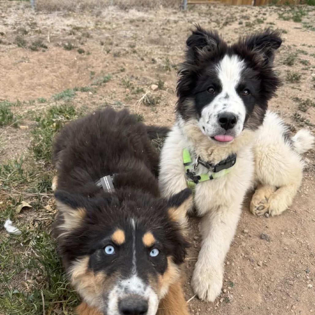 Enlarge Rex, a Adoptable mixed breed in Fort Collins, CO image 5/6