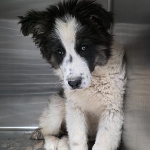 Enlarge Rex, a Adoptable mixed breed in Fort Collins, CO image 6/6