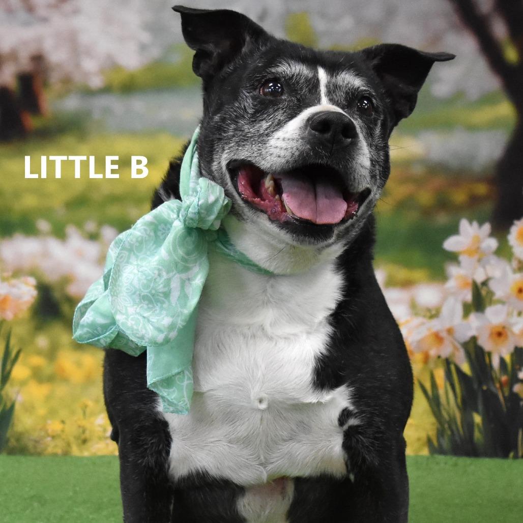 Little B — thumbnail 2