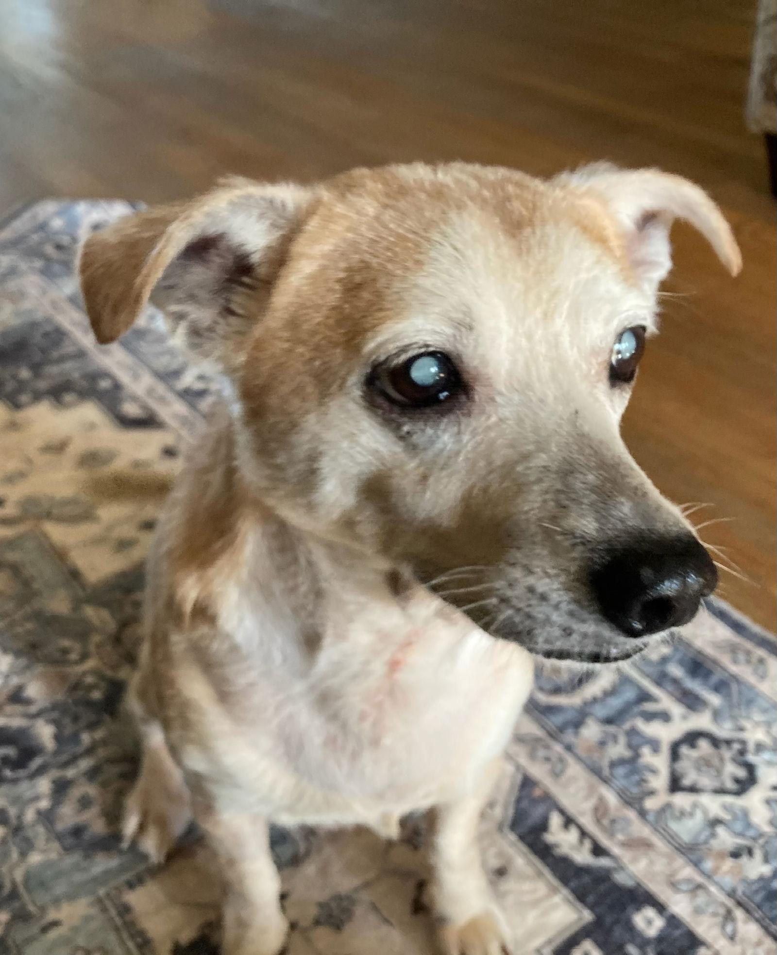 Mr Pillow - M, a Adoptable Chihuahua in Tampa, FL image 1/3