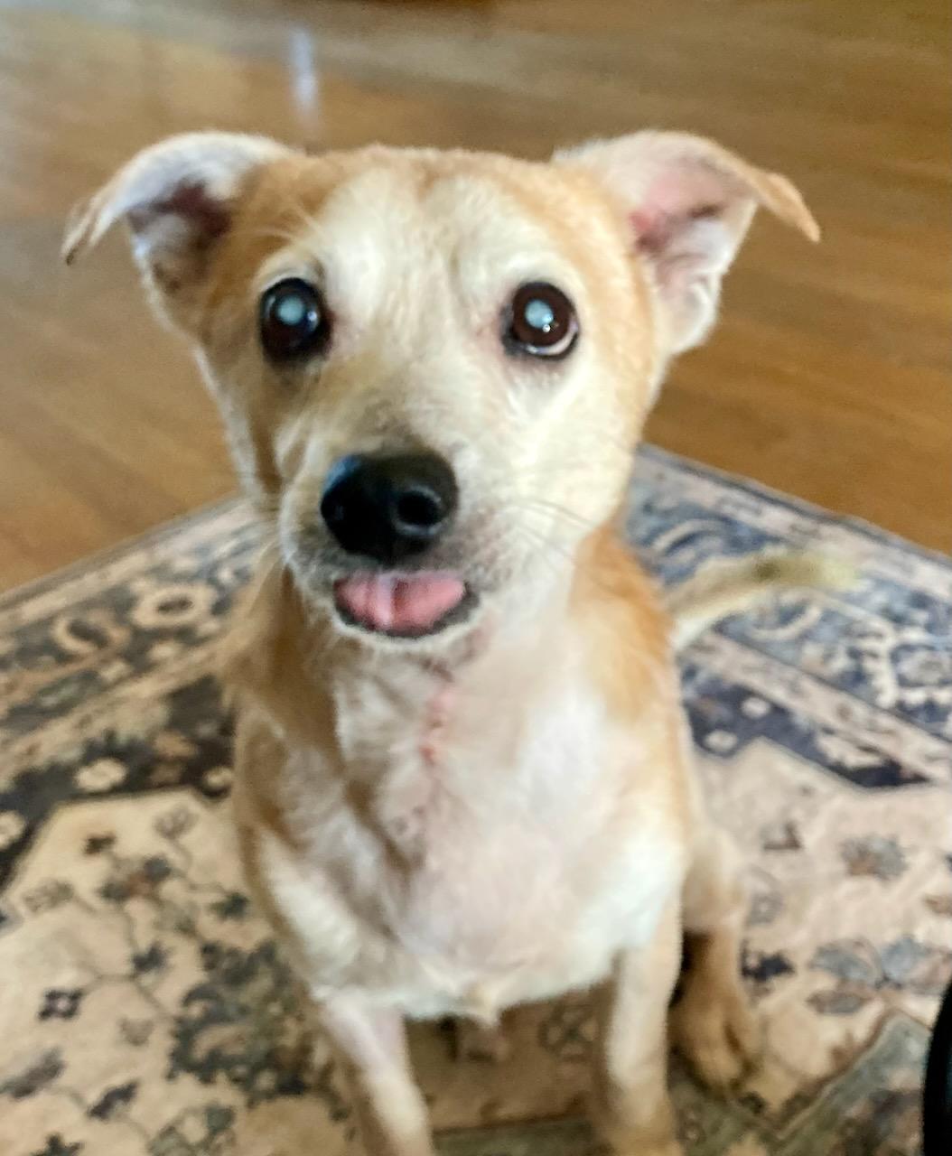 Mr Pillow - M, a Adoptable Chihuahua in Tampa, FL image 2/3