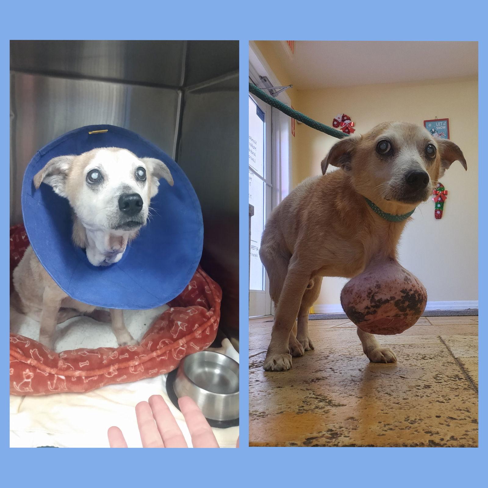 Mr Pillow - M, a Adoptable Chihuahua in Tampa, FL image 3/3