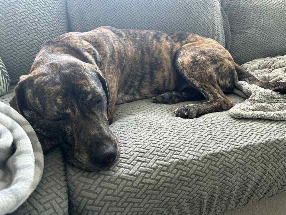 Enlarge Chelsea, a Adoptable mixed breed in Amherst, NY image 1/6