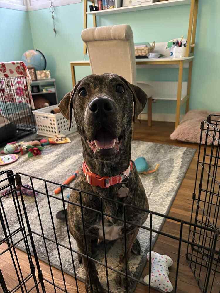 Enlarge Chelsea, a Adoptable mixed breed in Amherst, NY image 2/6