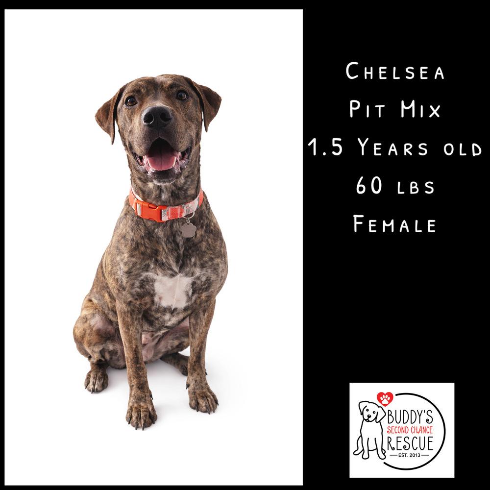 Enlarge Chelsea, a Adoptable mixed breed in Amherst, NY image 3/6