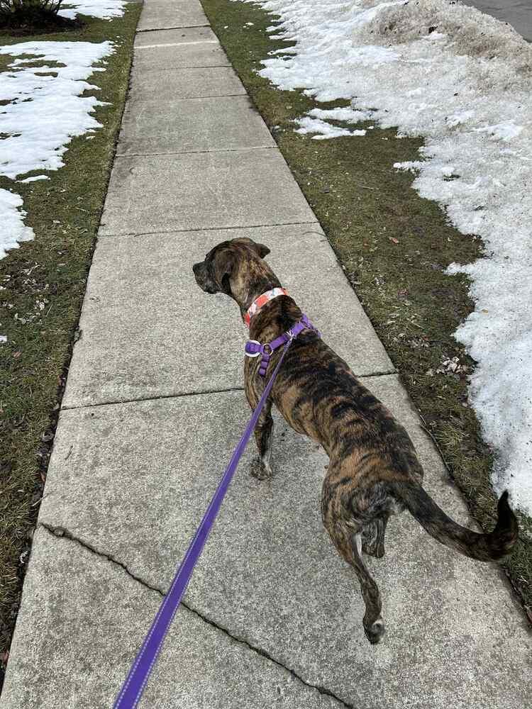 Enlarge Chelsea, a Adoptable mixed breed in Amherst, NY image 4/6
