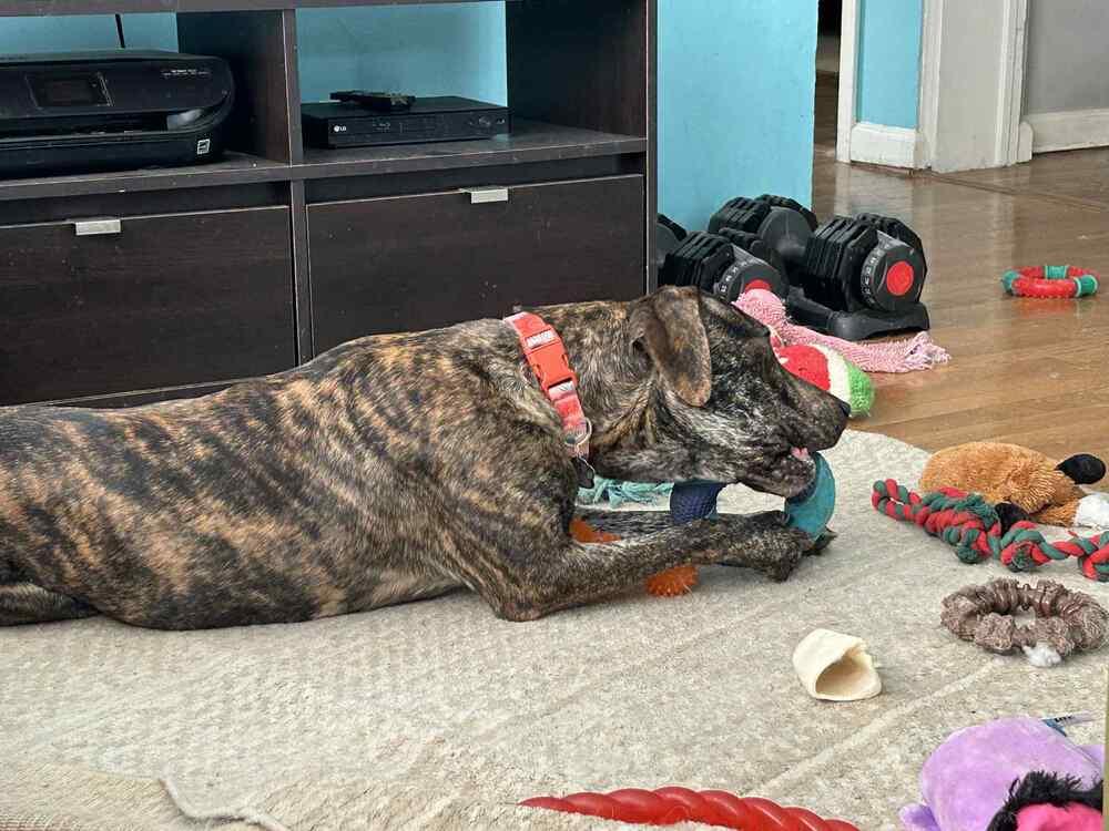 Enlarge Chelsea, a Adoptable mixed breed in Amherst, NY image 5/6