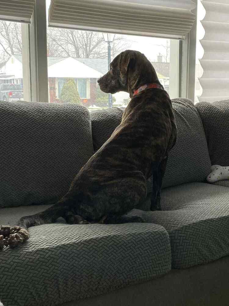 Enlarge Chelsea, a Adoptable mixed breed in Amherst, NY image 6/6