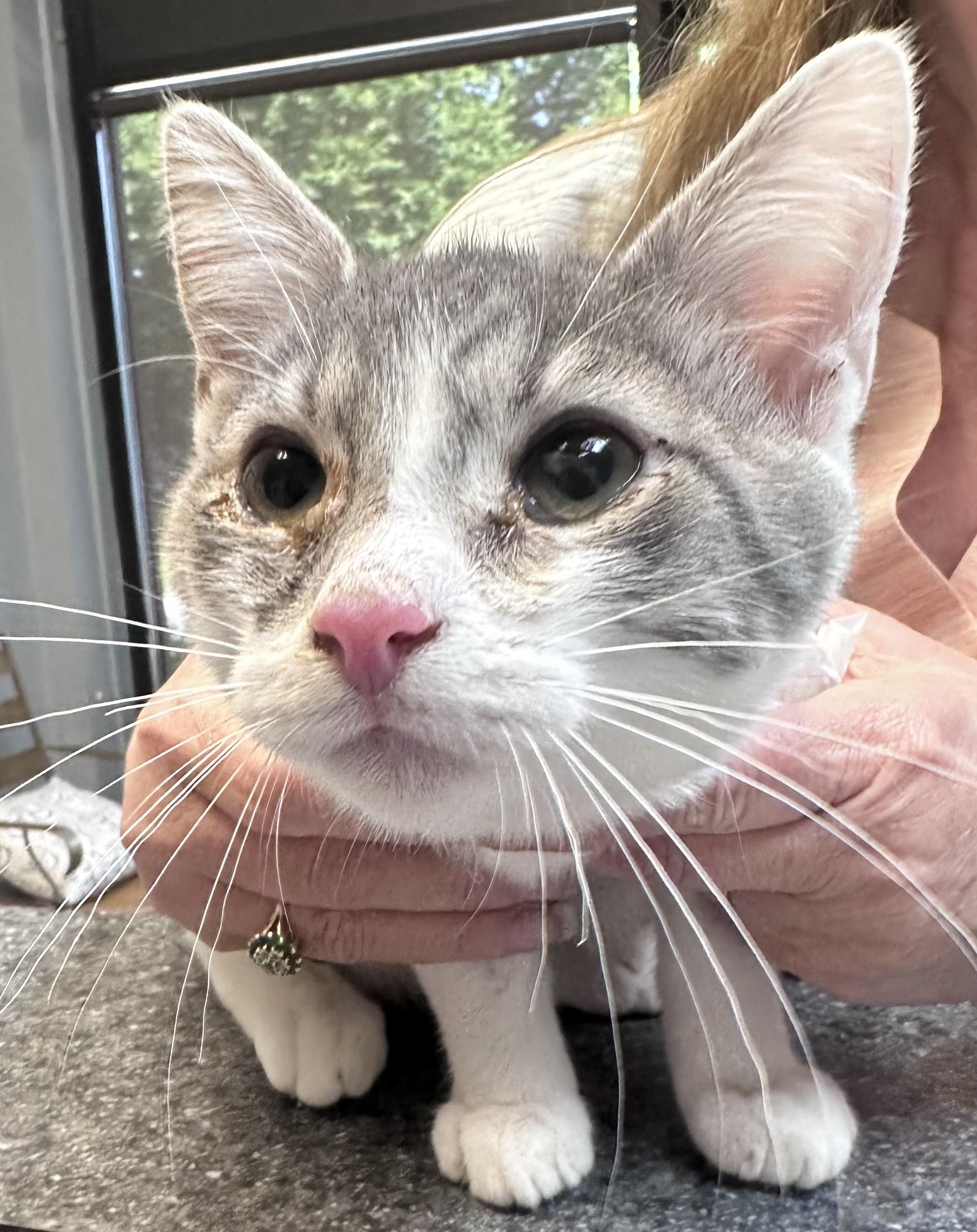 Blaze, Adopted, Young Male Domestic Short Hair.