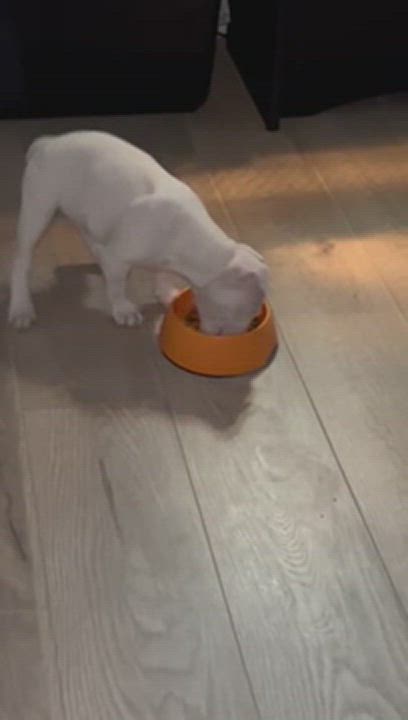 Enlarge Pepper, a Adopted Pit Bull Terrier in Reno, NV video 1/3