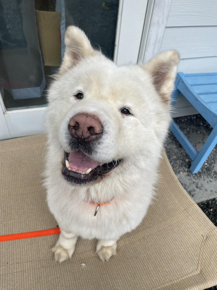 Enlarge Ash, a Adoptable Akita in Trenton, ME image 1/2