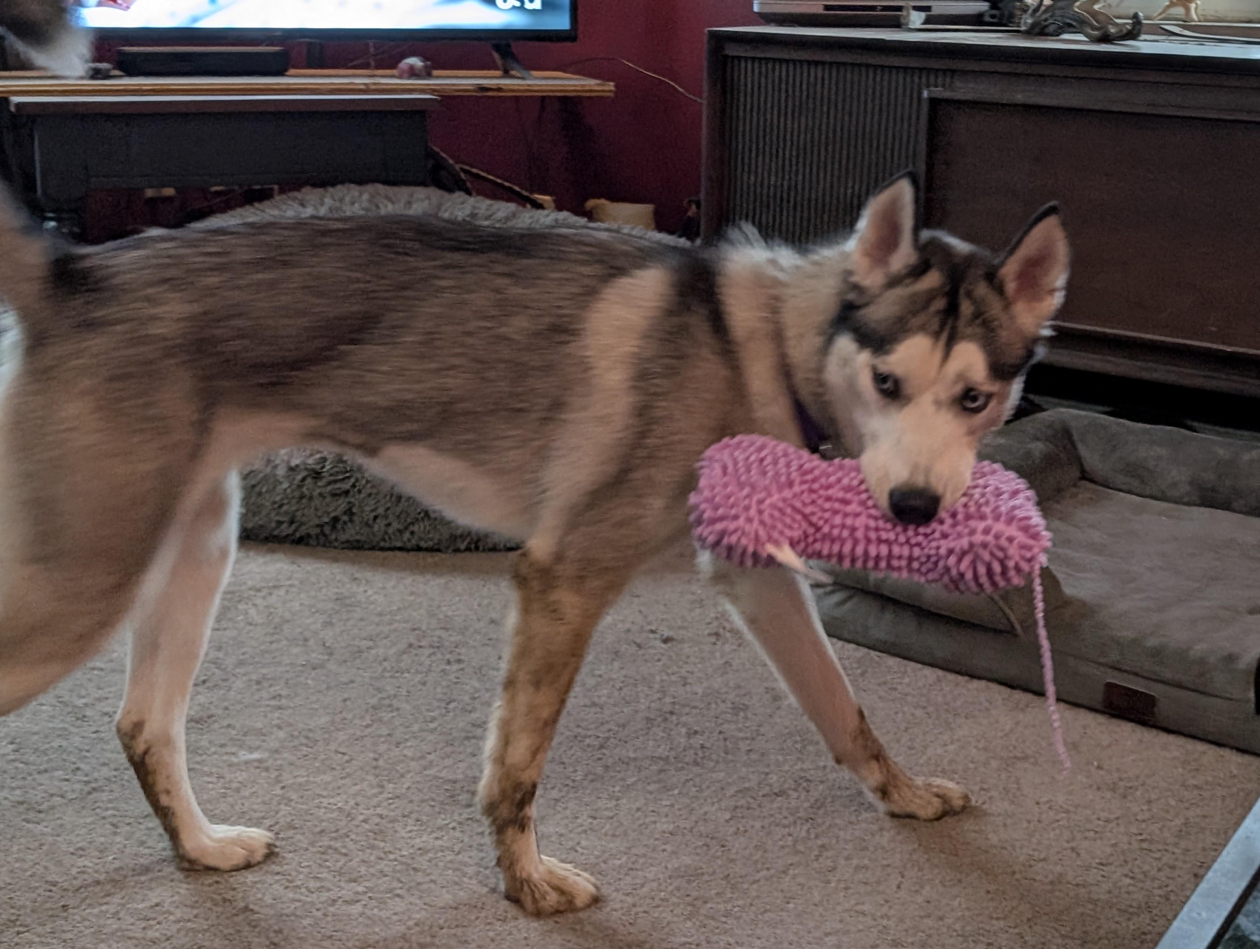 Sky, Adoptable, Adult Female Husky.