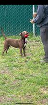 Enlarge Smiley, a Adoptable Pit Bull Terrier in Hershey, PA image 4/6